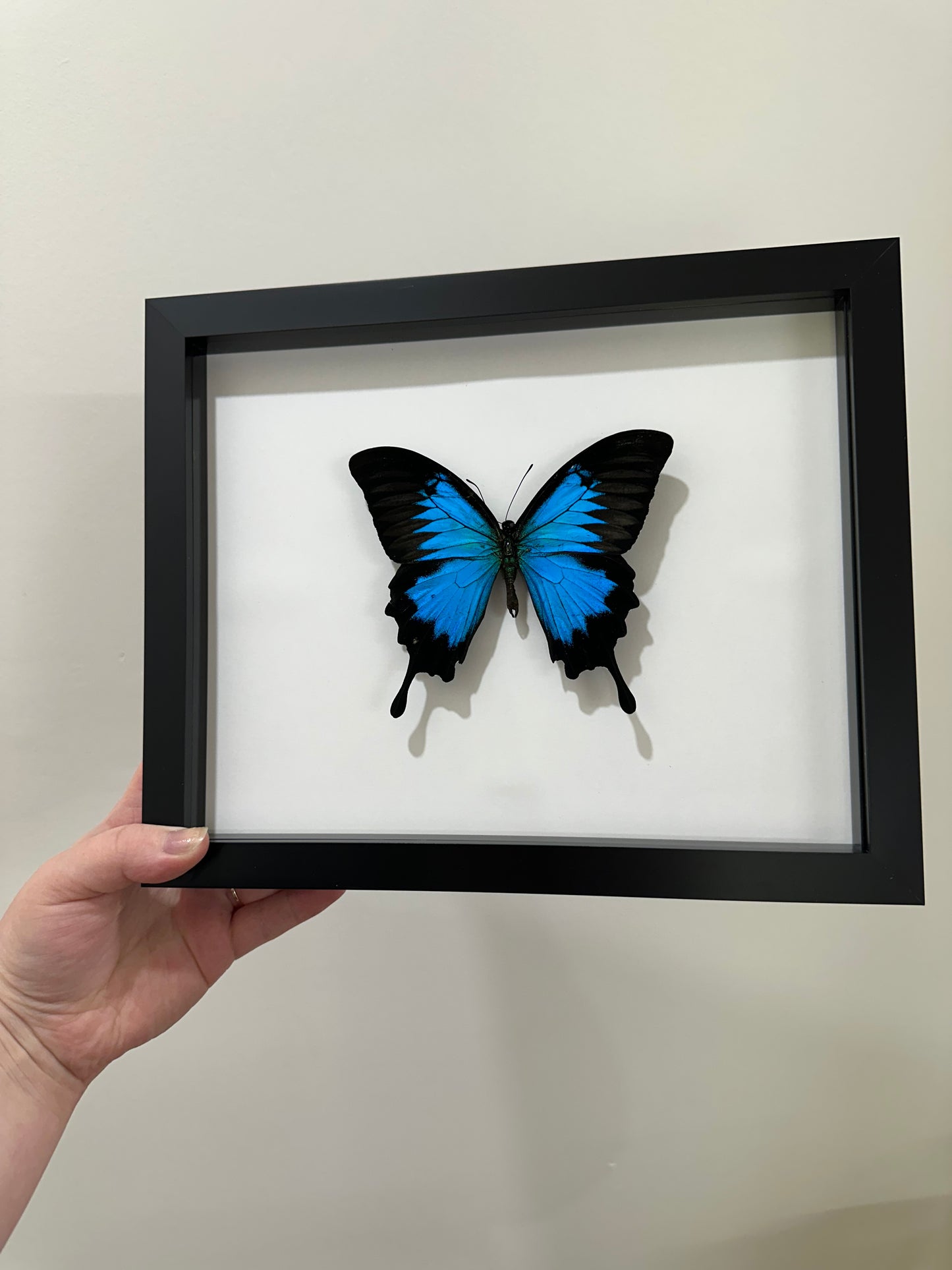 Papilio Ulysses (Blue Emperor)