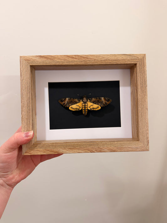 Eastern Death’s Head Hawkmoth (Ancherontia Styx ~ Female)