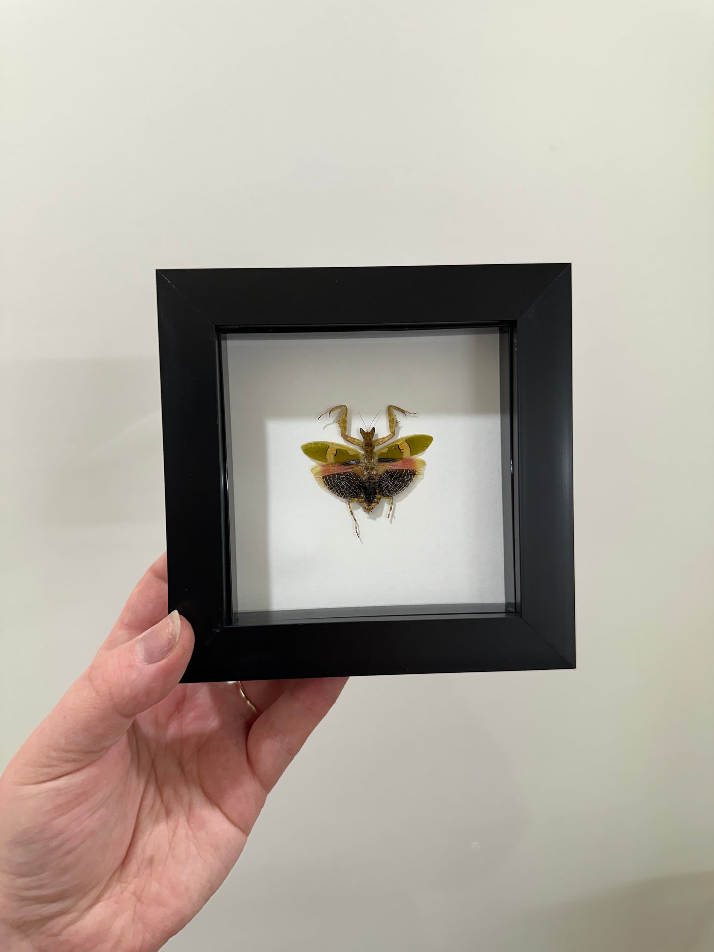 Creobroter Urbanus (Malaysian Flower Mantis)