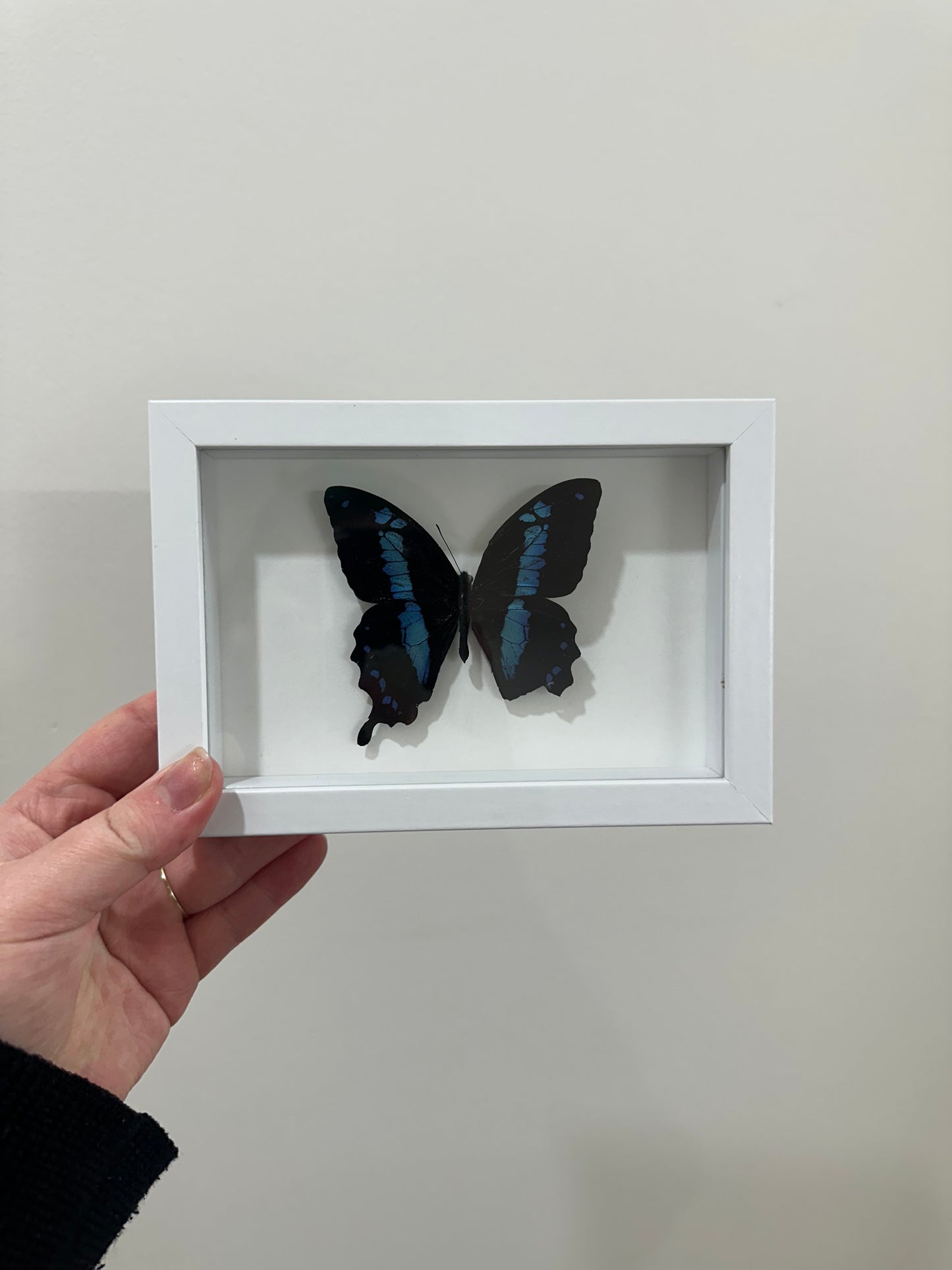 Banded Blue Swallowtail (Papilio Oribazus)