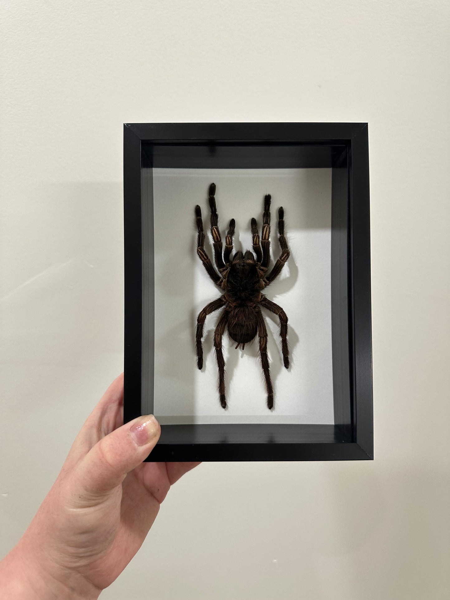 Amazon Orange-banded Tarantula (Acanthoscurria Juruenicola)