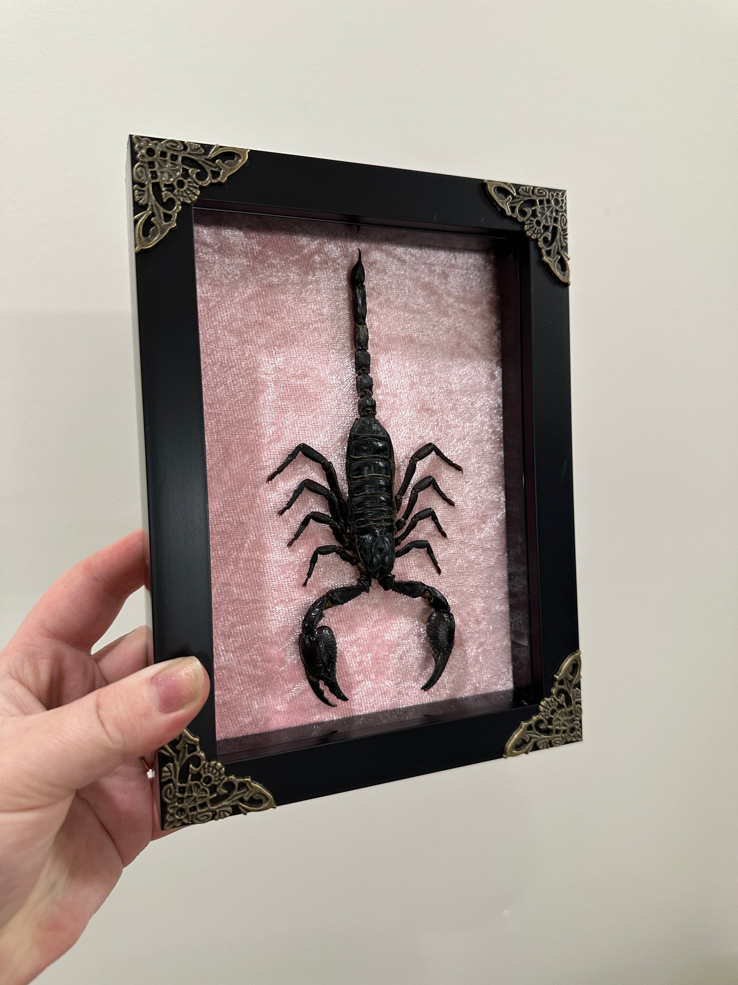 Asian Forest Scorpion (Heterometrus Spinifer)