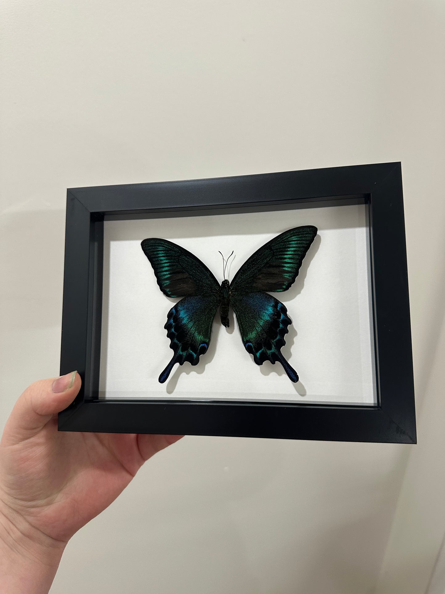 Alpine Black Swallowtail (Papilio Maackii) 5x7