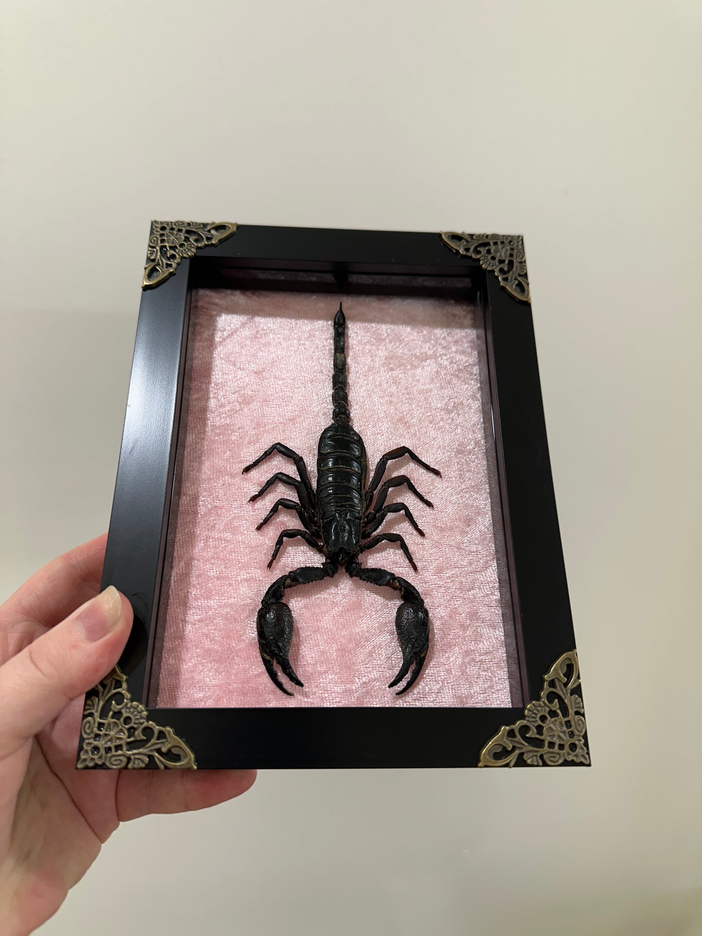 Asian Forest Scorpion (Heterometrus Spinifer)