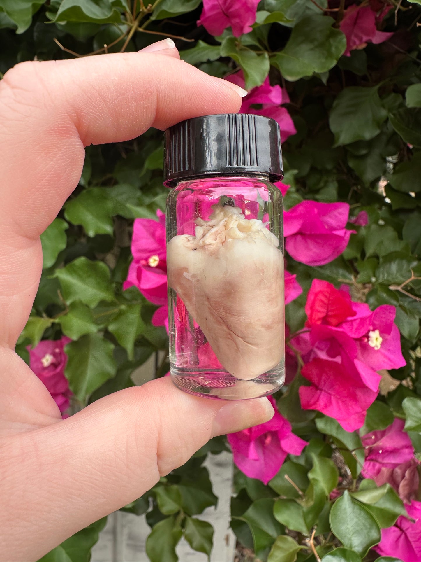 Hearts - Wet Specimens