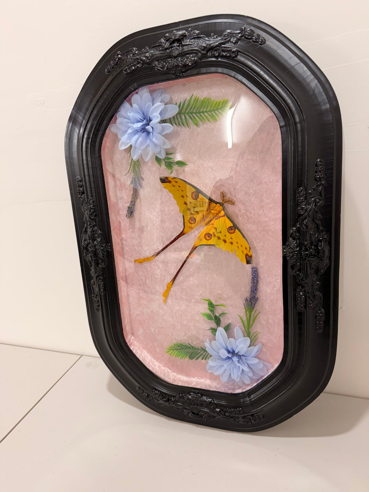 Comet Moth (Argema Mittrei) in Antique convex/bubble glass frame.