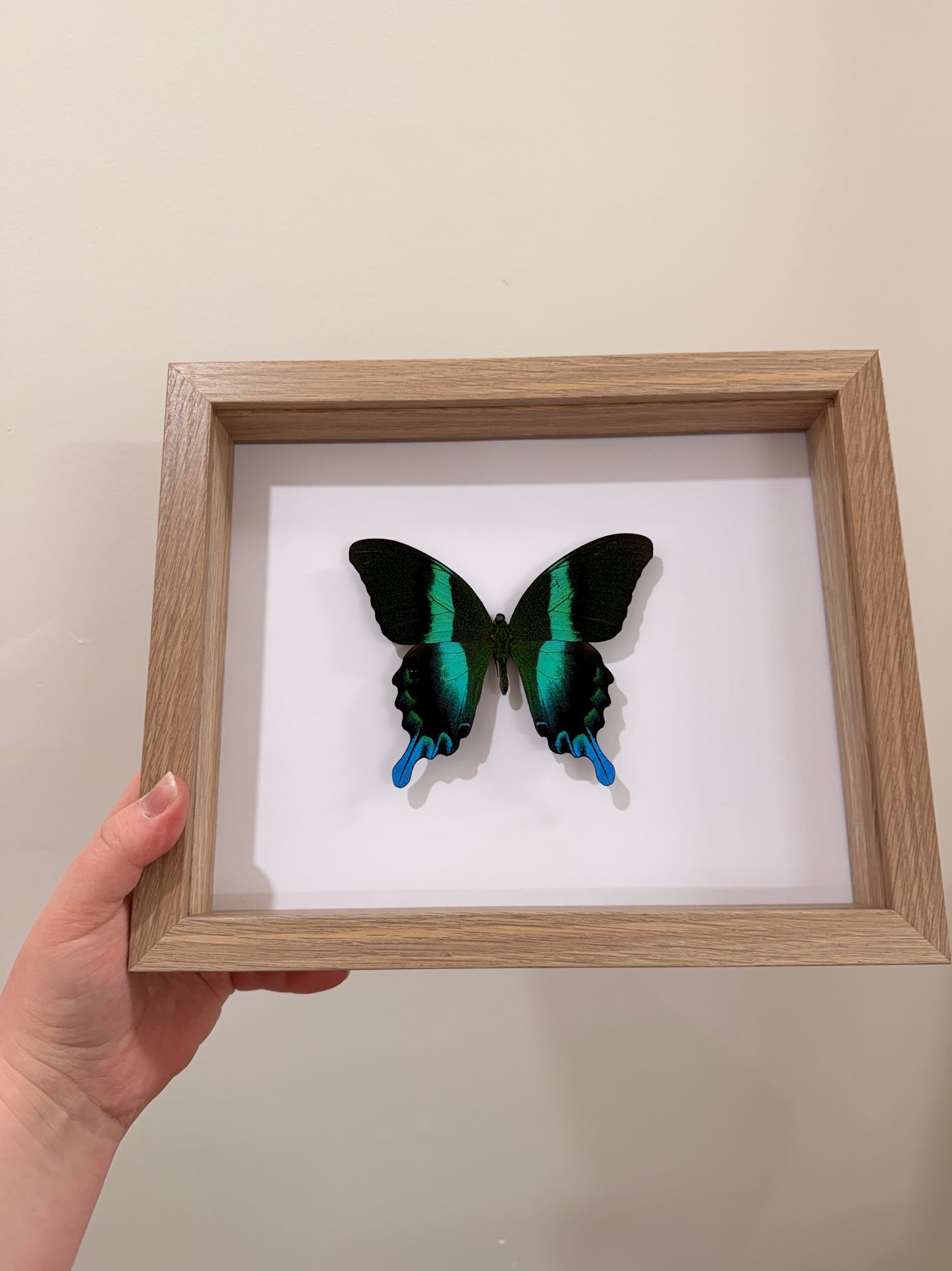 Green Swallowtail (Papilio Blumei)