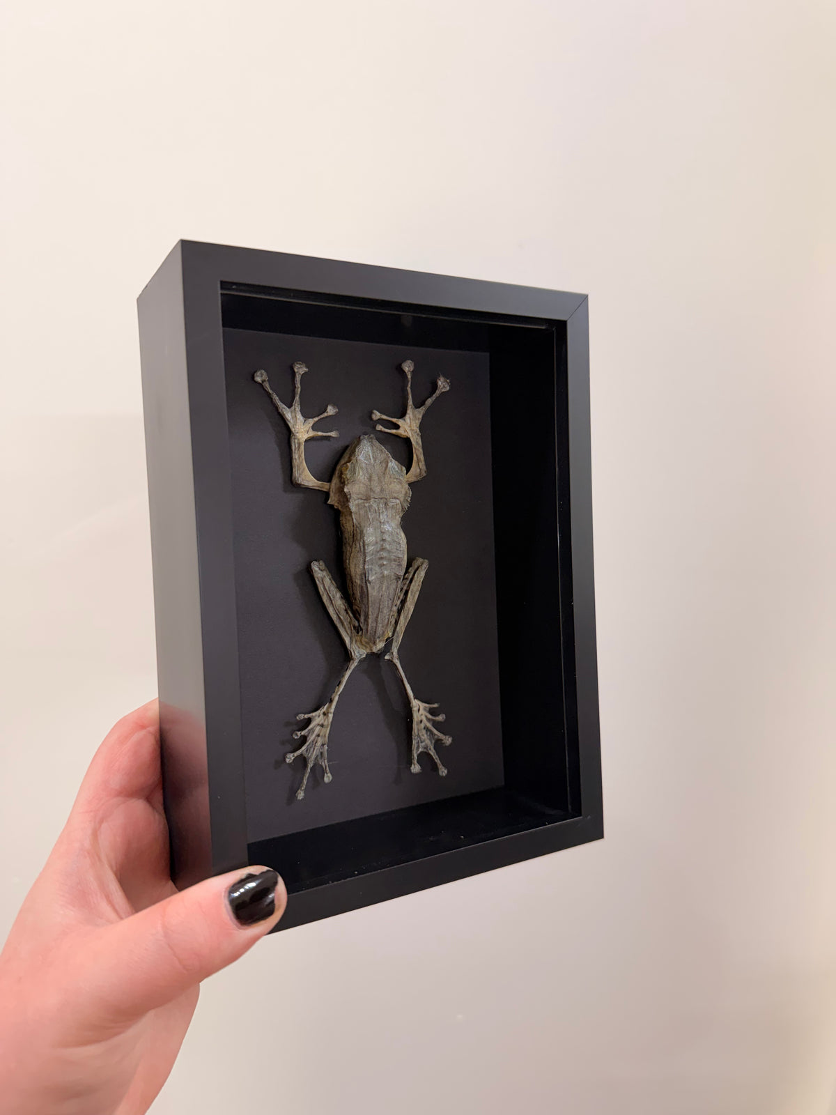 Horned Frog (Polypedates Otilophus-Bornean)