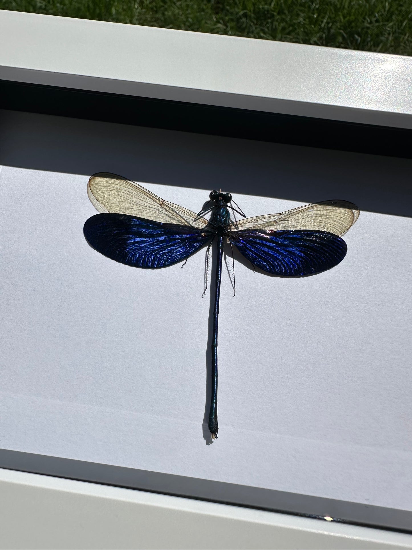 Great Blue Metalwing