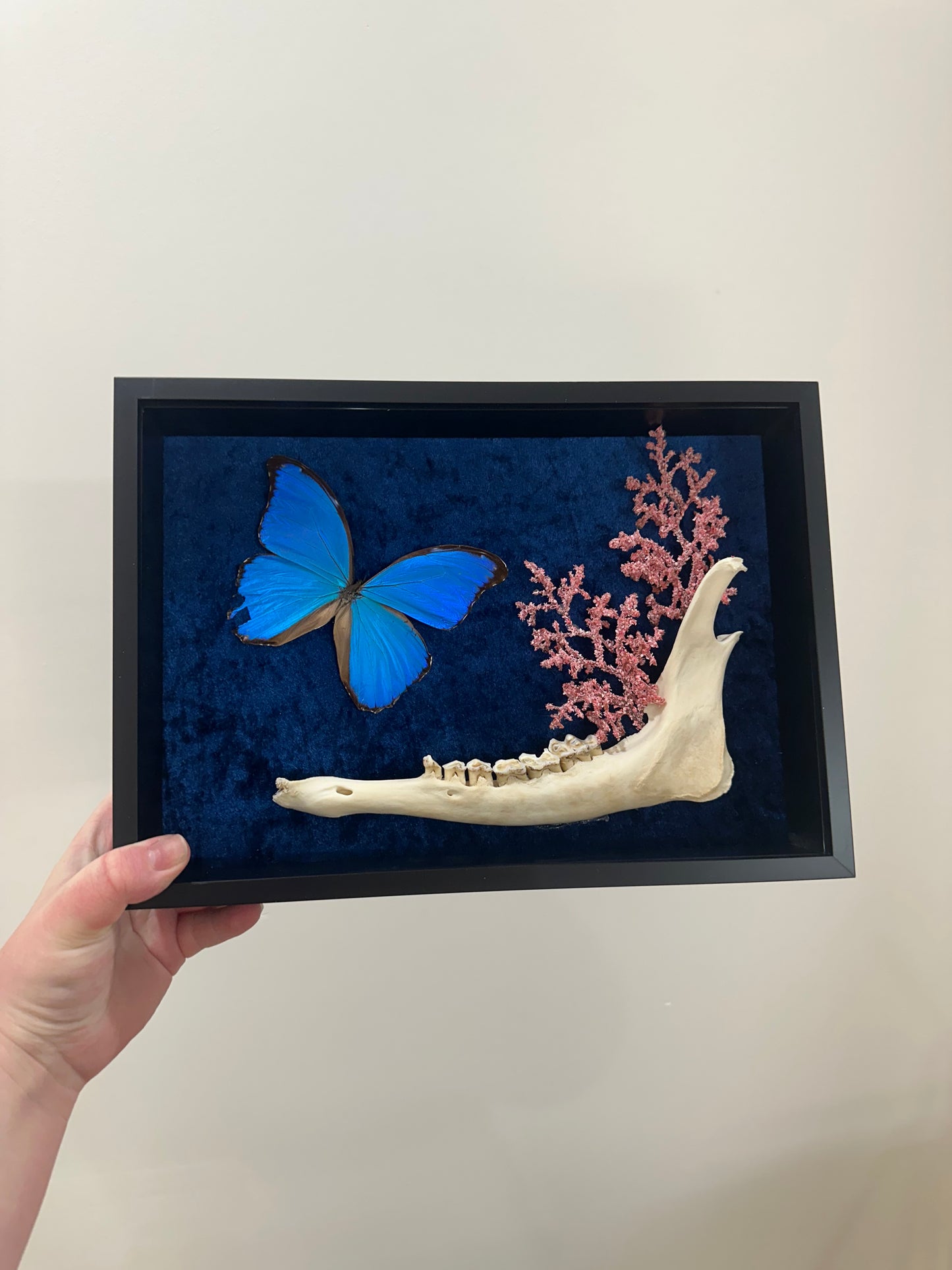 Amazon Blue with XL Doe Jaw