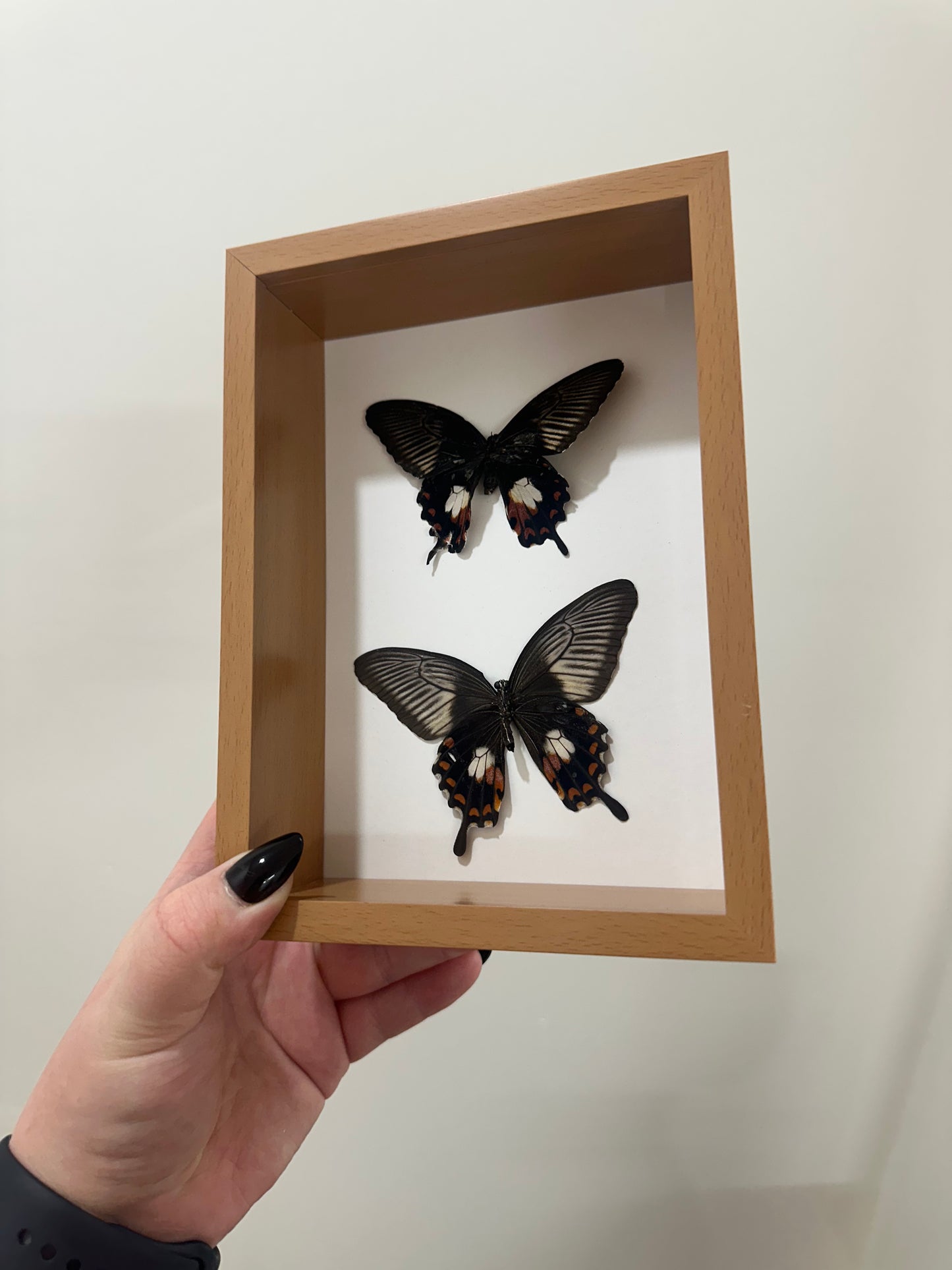 Common Mormon (Papilio polytes)