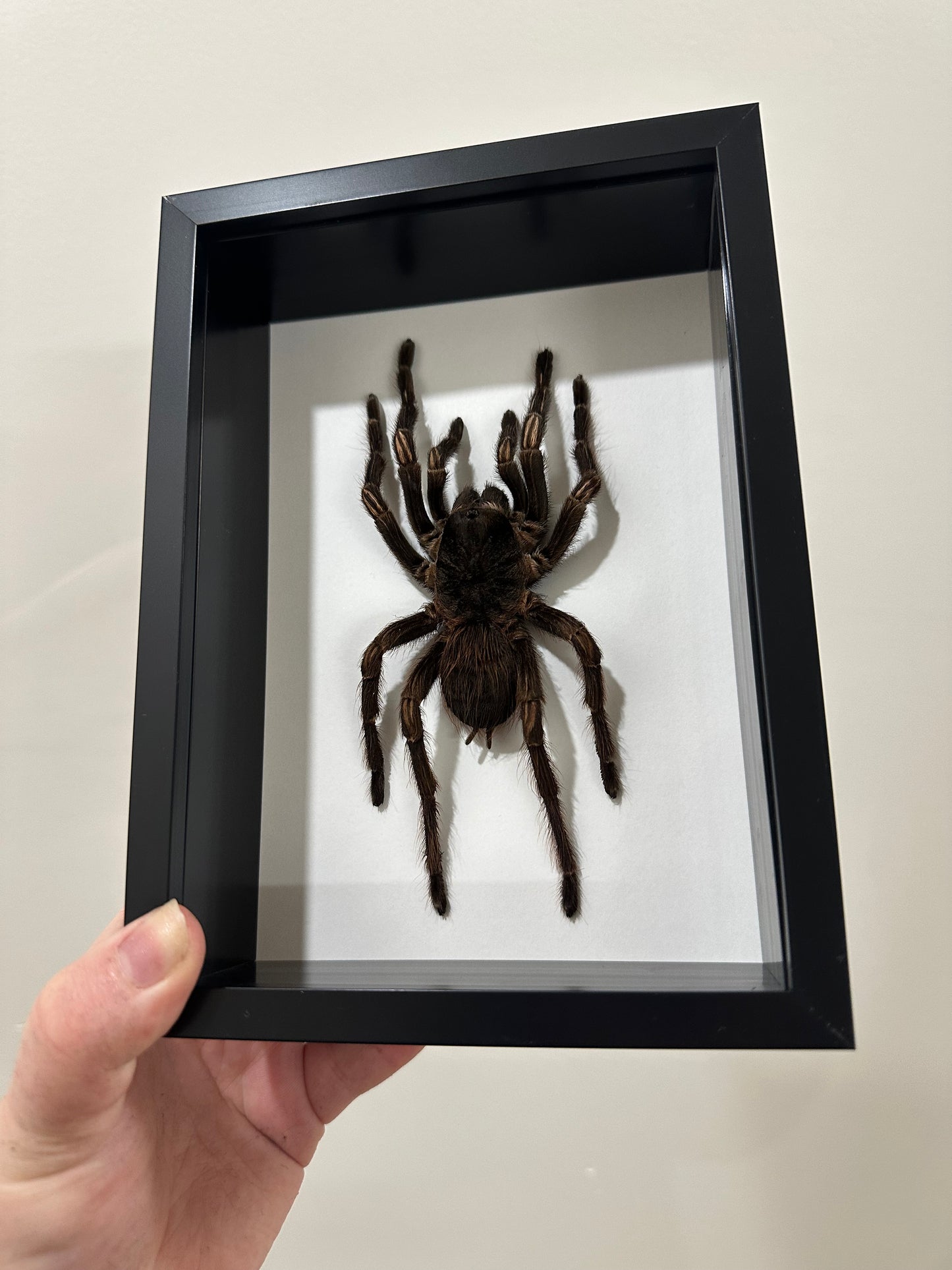 Amazon Orange-banded Tarantula (Acanthoscurria Juruenicola)