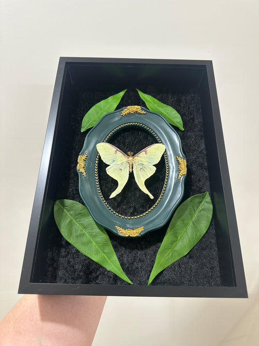 Luna Moth