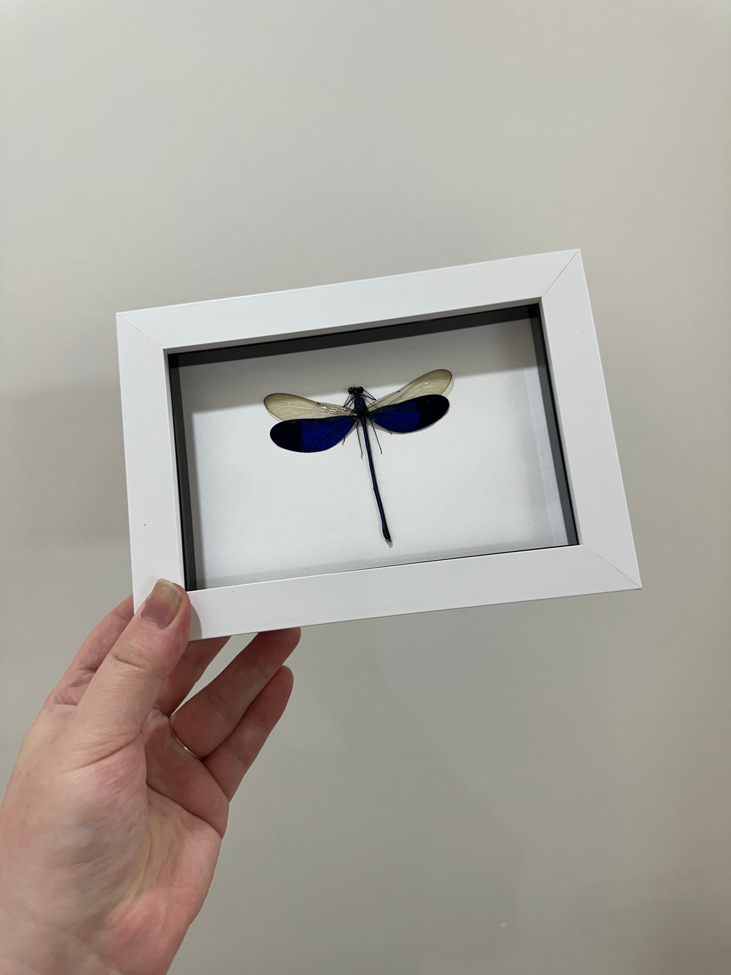 Great Blue Metalwing
