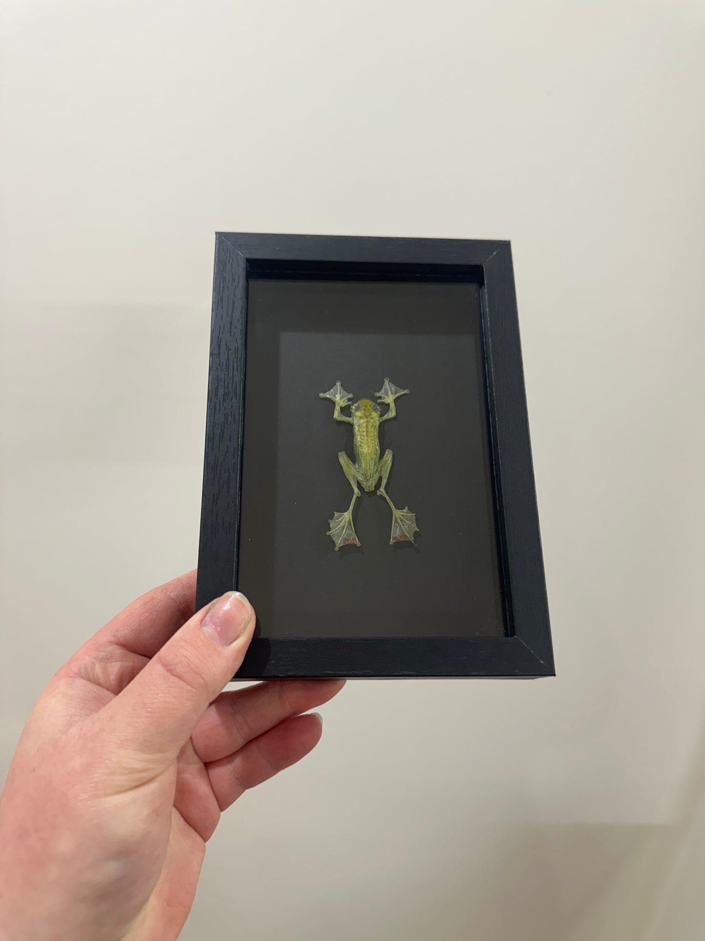 Jade Tree Frog