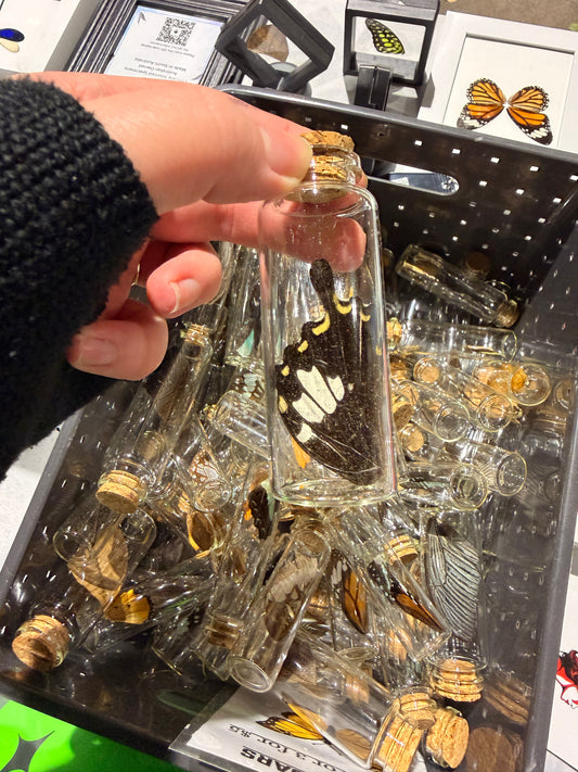 Butterfly Jars - Individual (A2)
