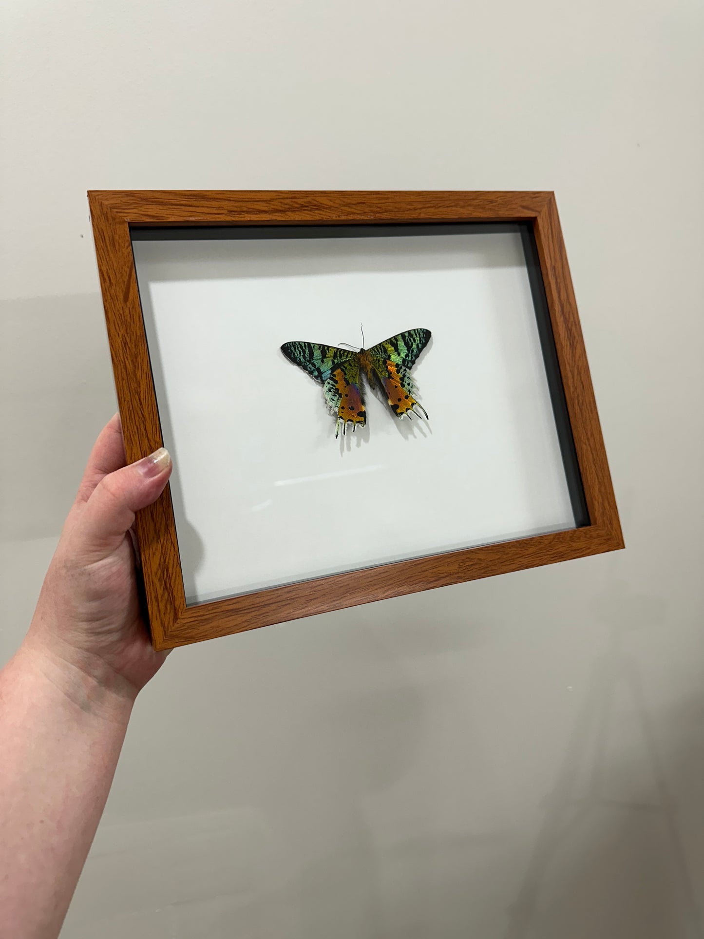 Framed Peacock Moth