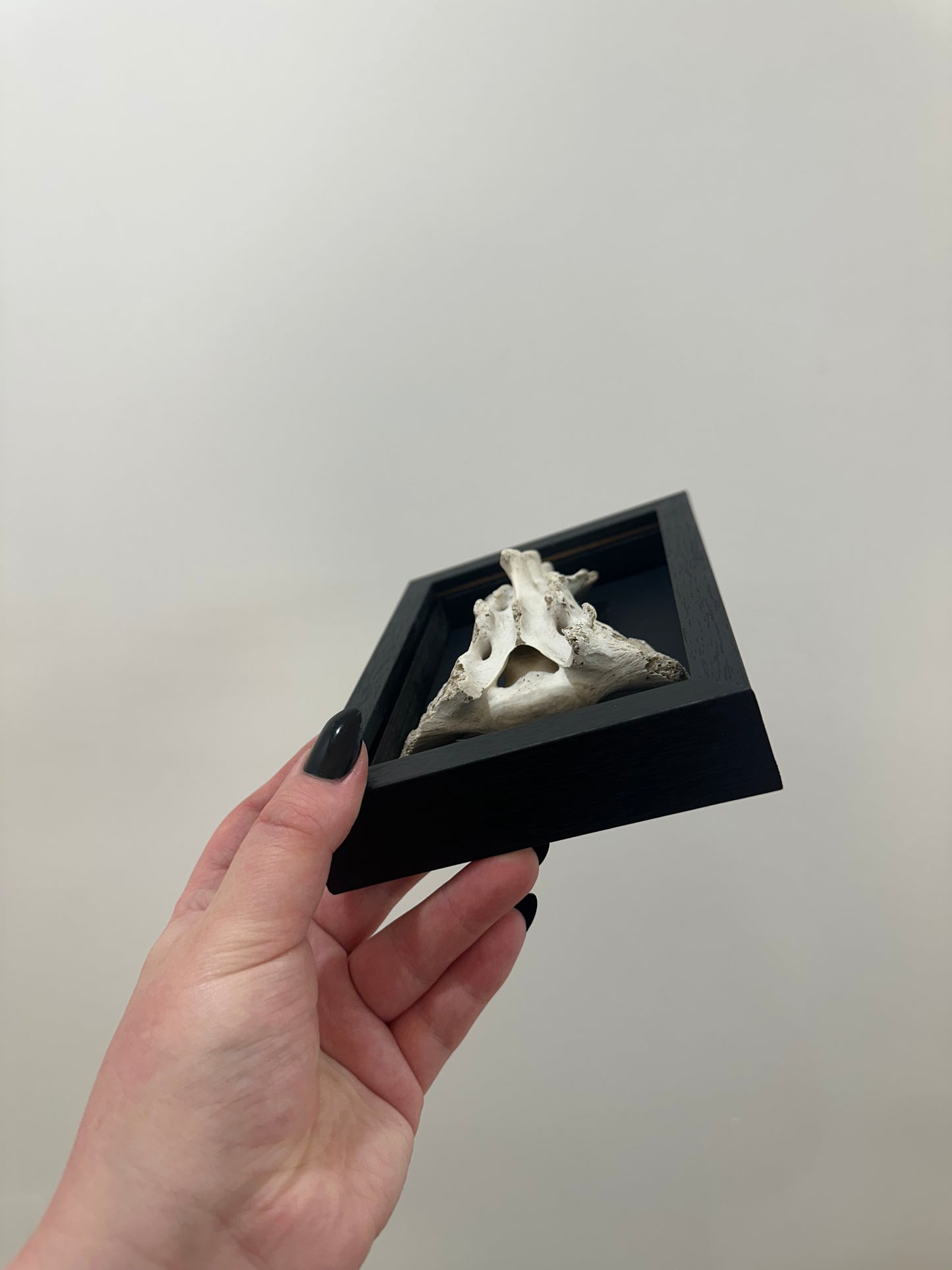 Spine Bone