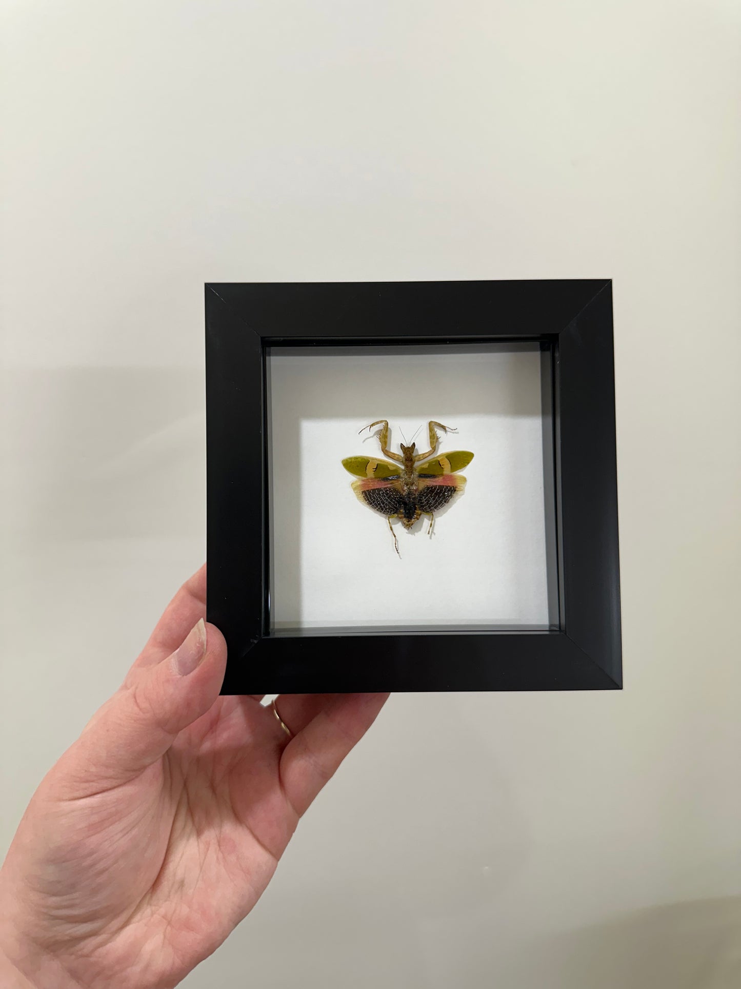 Creobroter Urbanus (Malaysian Flower Mantis)