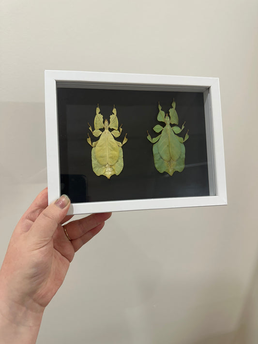 Yellow and Green Leaf Insect (Phyllium Pulchrifolium)