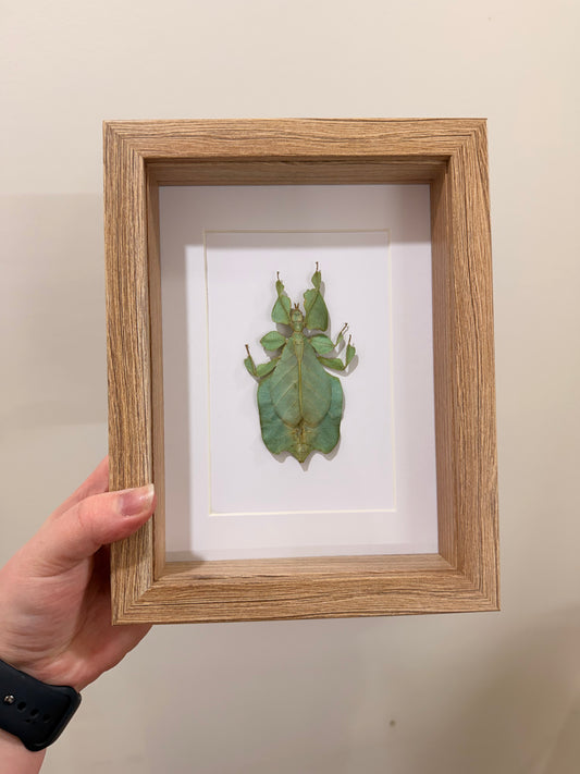 Gray's Leaf Insect (Phyllium Pulchrifolium - Green - A2)
