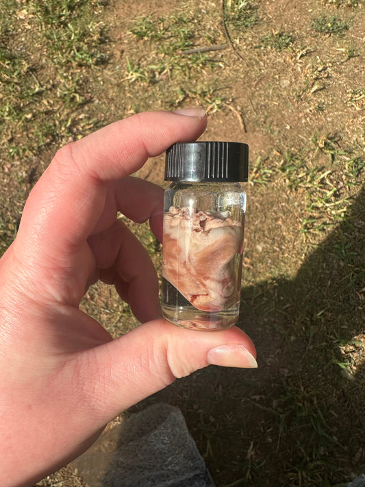 Hearts - Wet Specimens. Clearance!