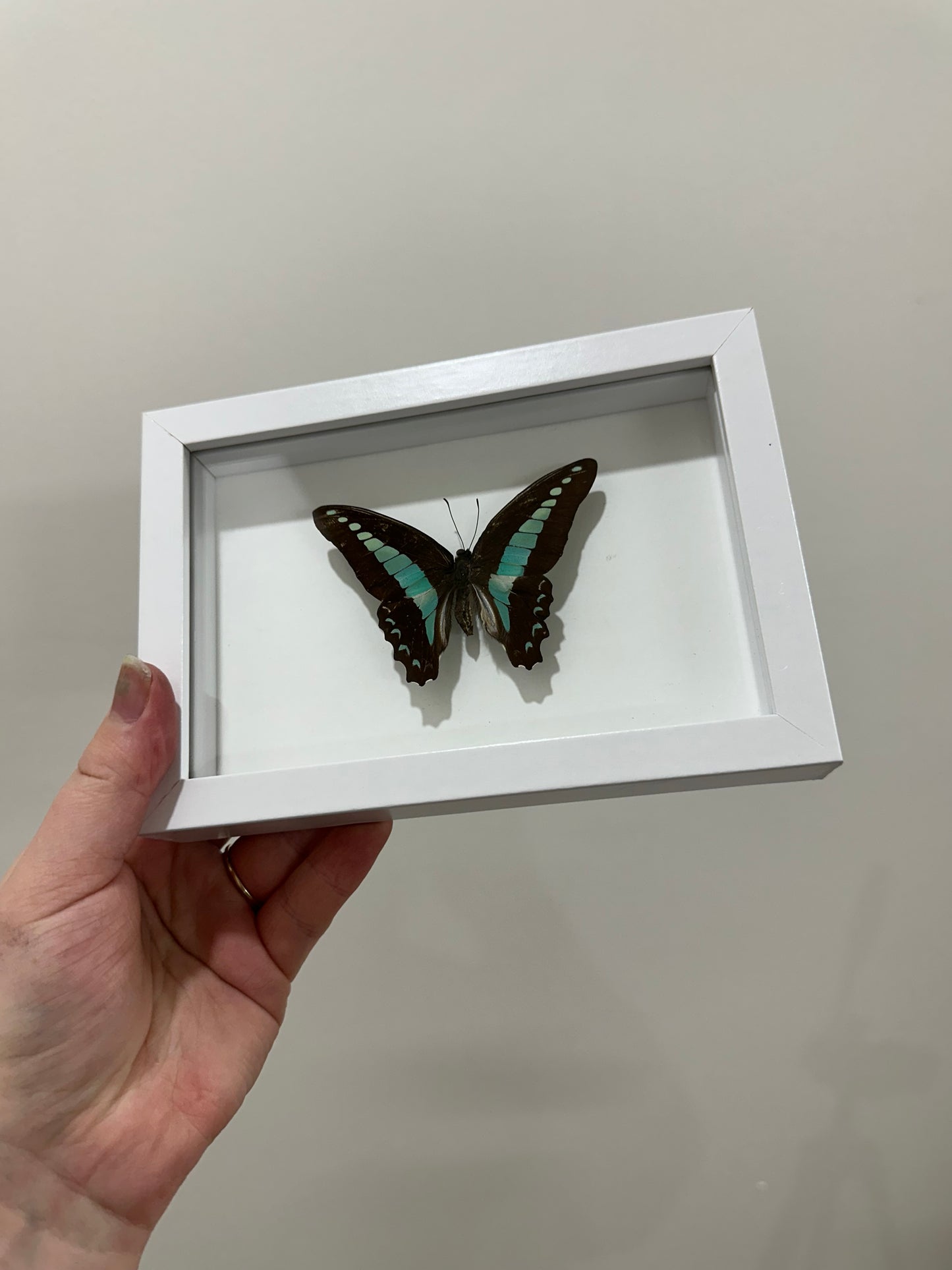 Common Bluebottle Butterfly