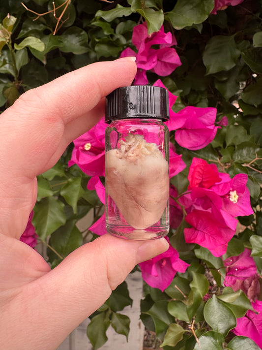 Hearts - Wet Specimens (Testers)