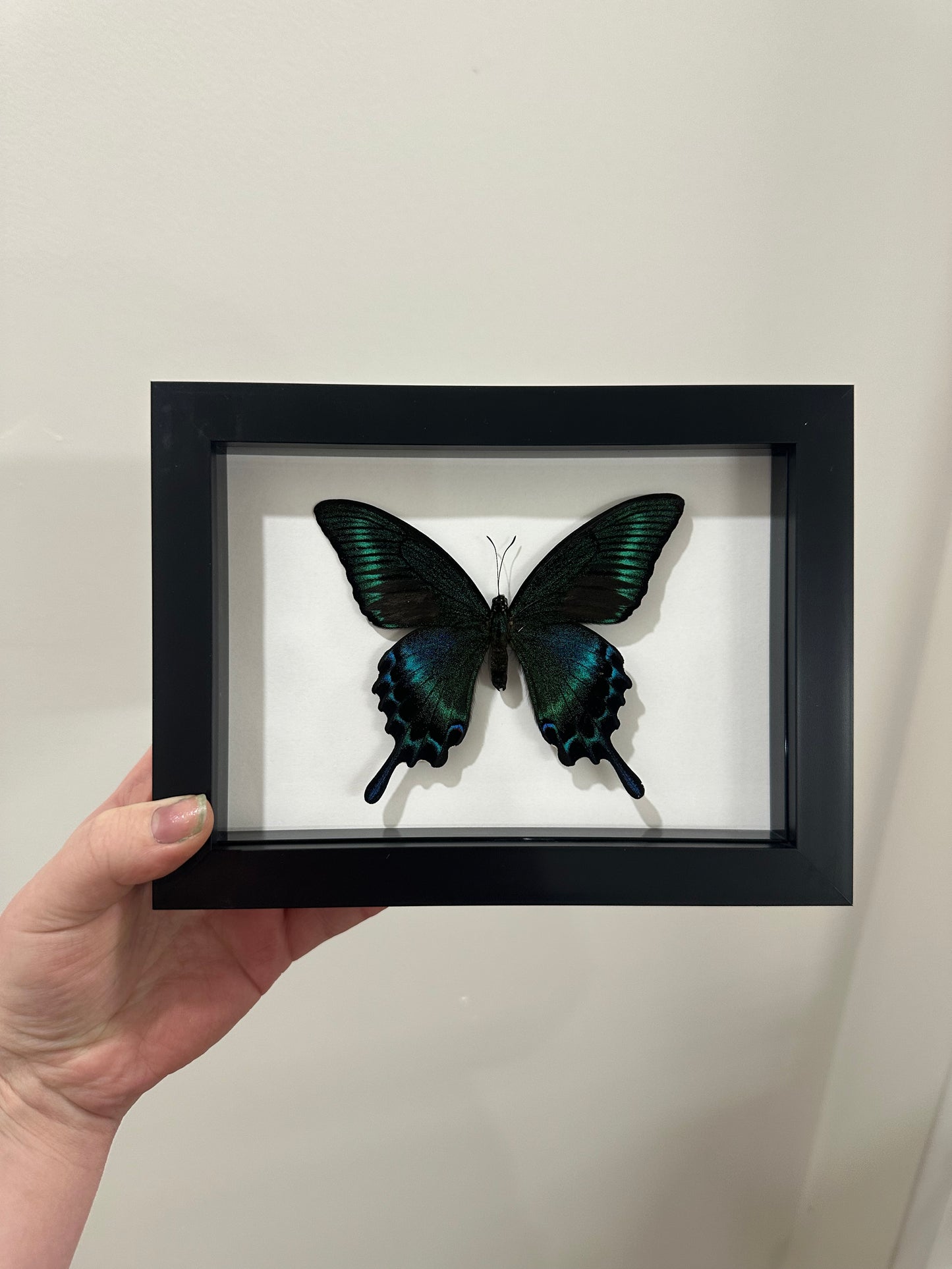 Alpine Black Swallowtail (Papilio Maackii) 5x7