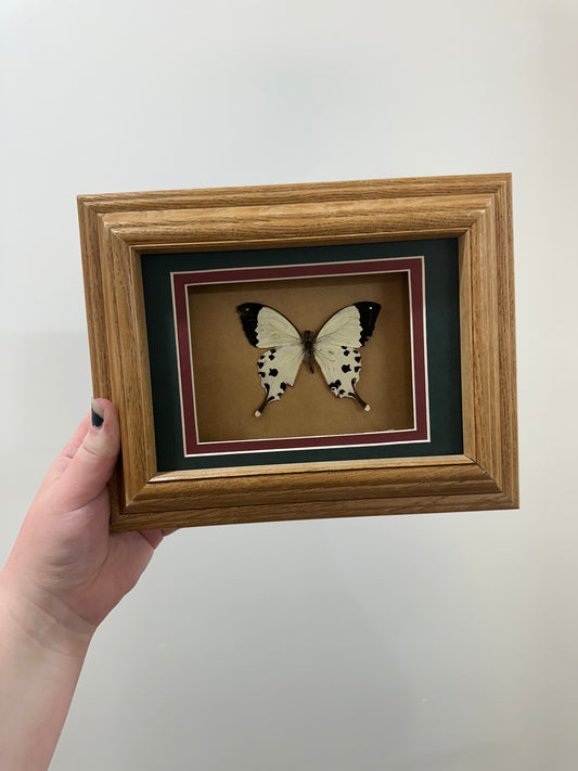 Vintage Mocker Swallowtail