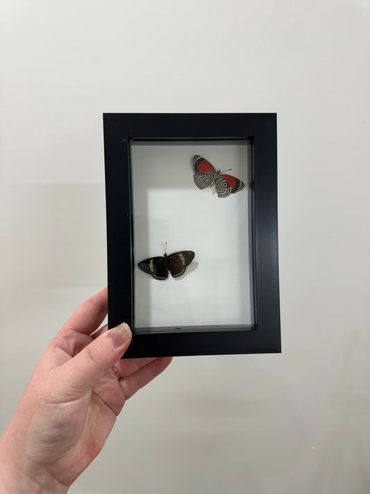 Framed Figure 88 Butterflies