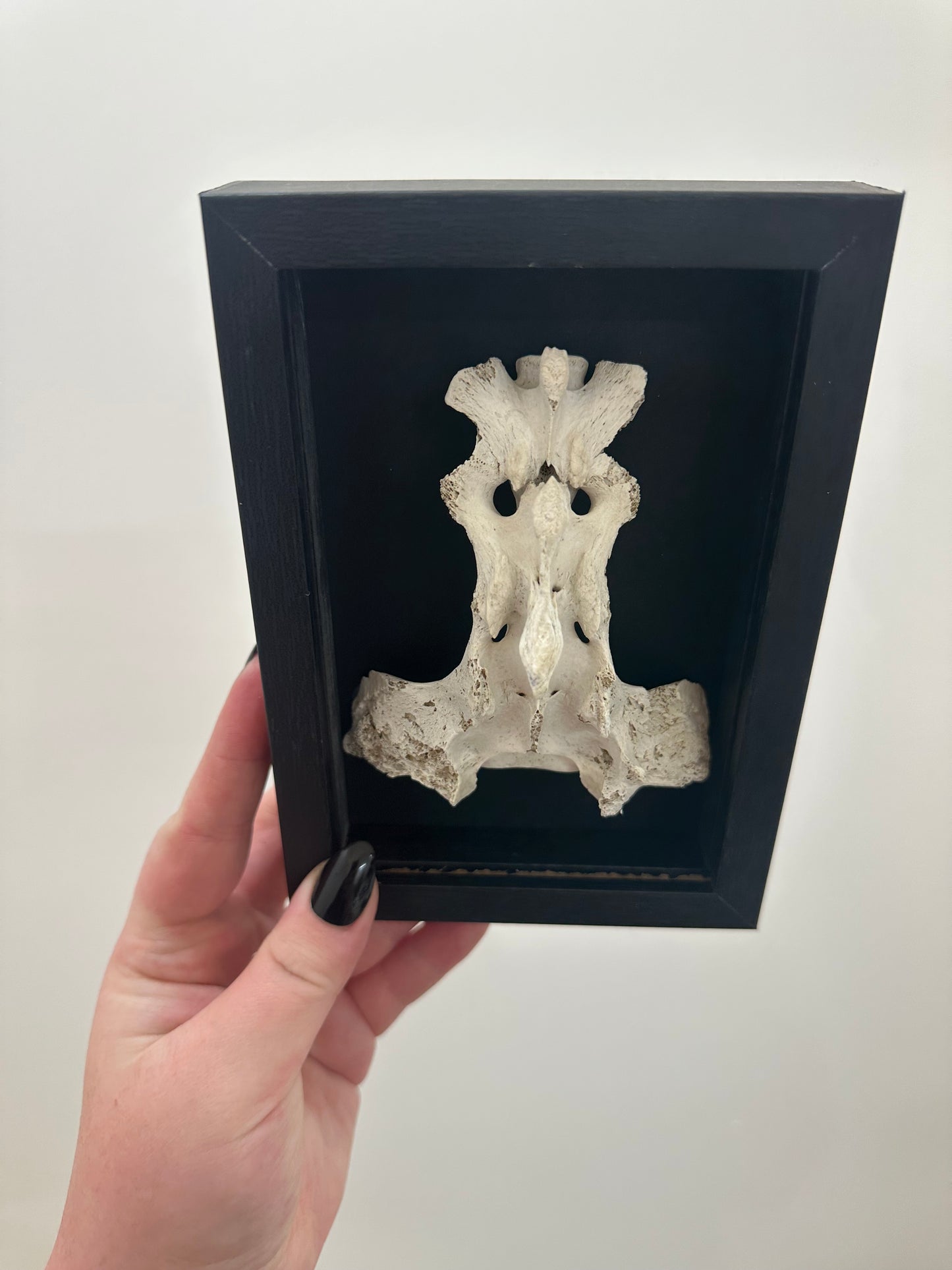 Spine Bone
