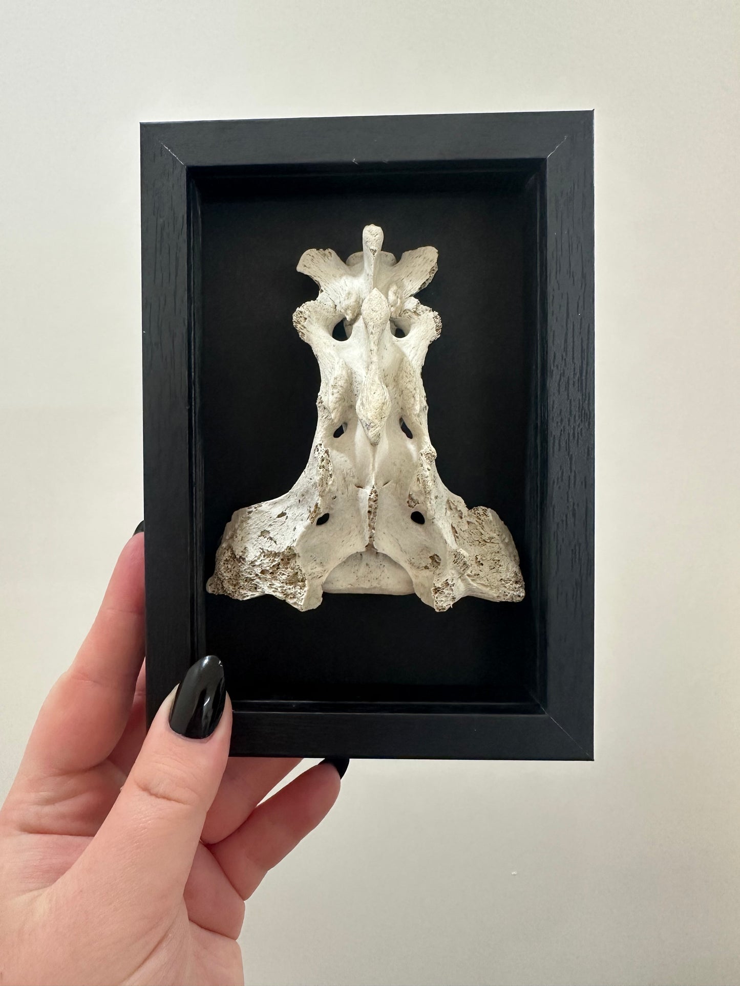 Spine Bone