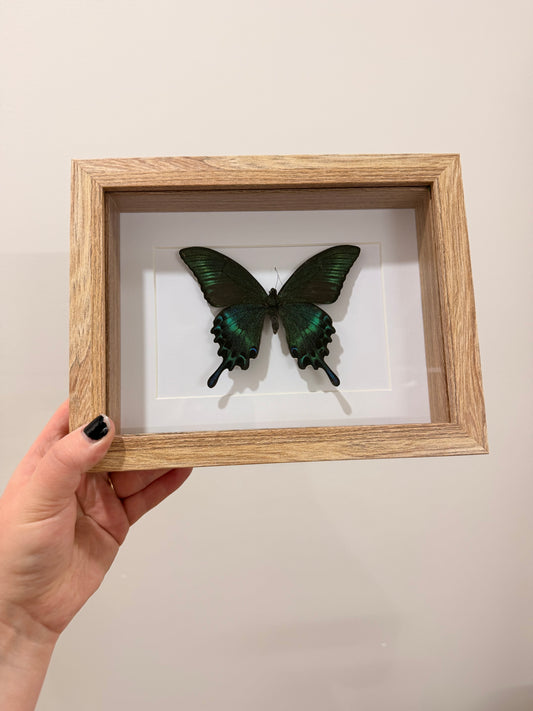 Alpine Black Swallowtail (Papilio Maackii)