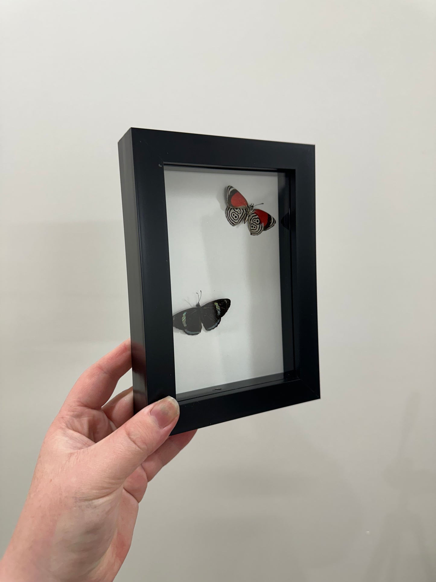 Framed Figure 88 Butterflies
