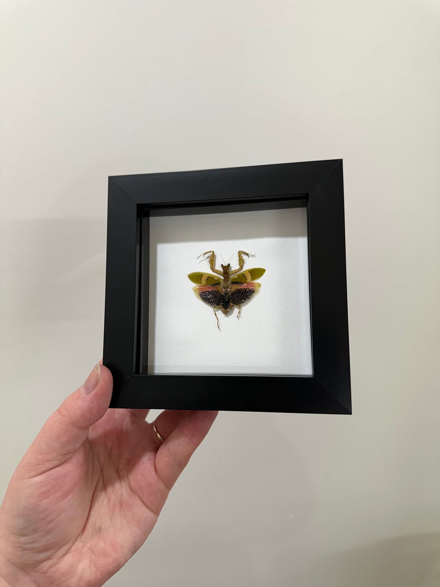 Creobroter Urbanus (Malaysian Flower Mantis)