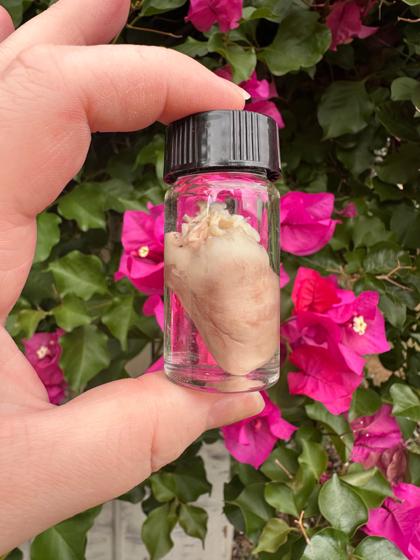 Hearts - Wet Specimens
