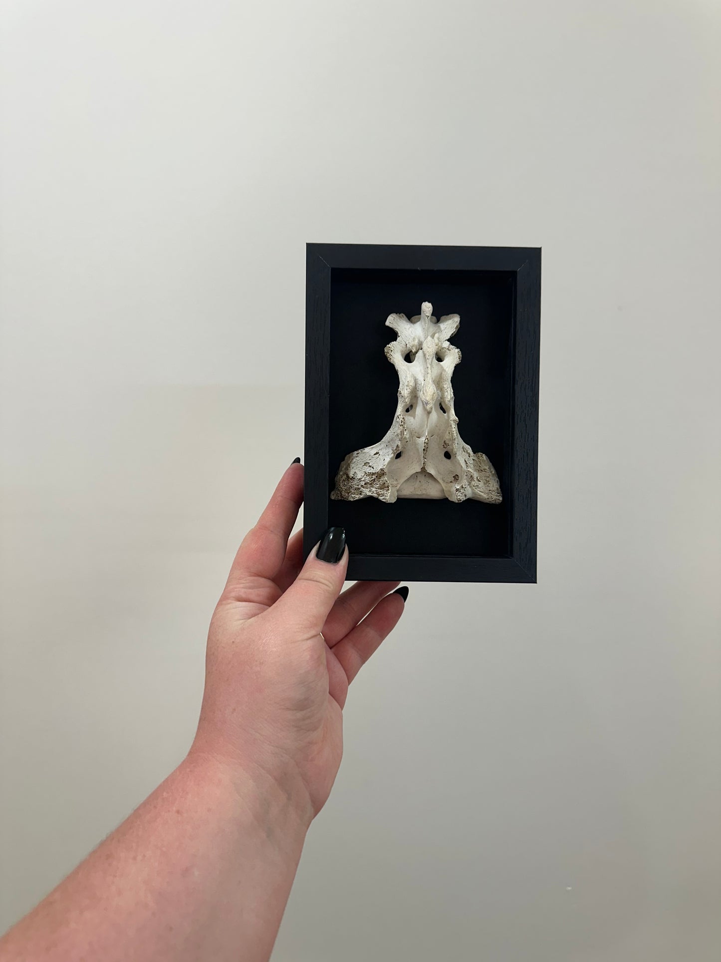 Spine Bone