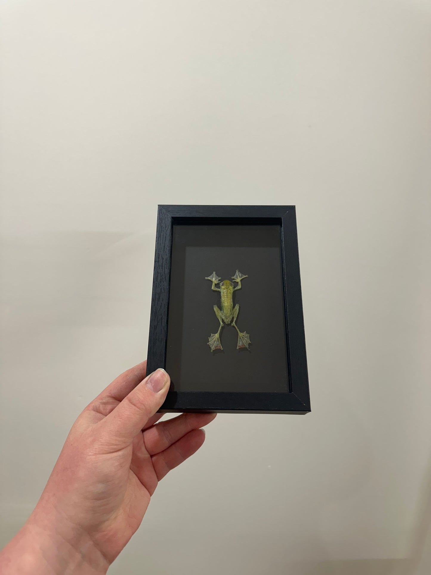 Jade Tree Frog