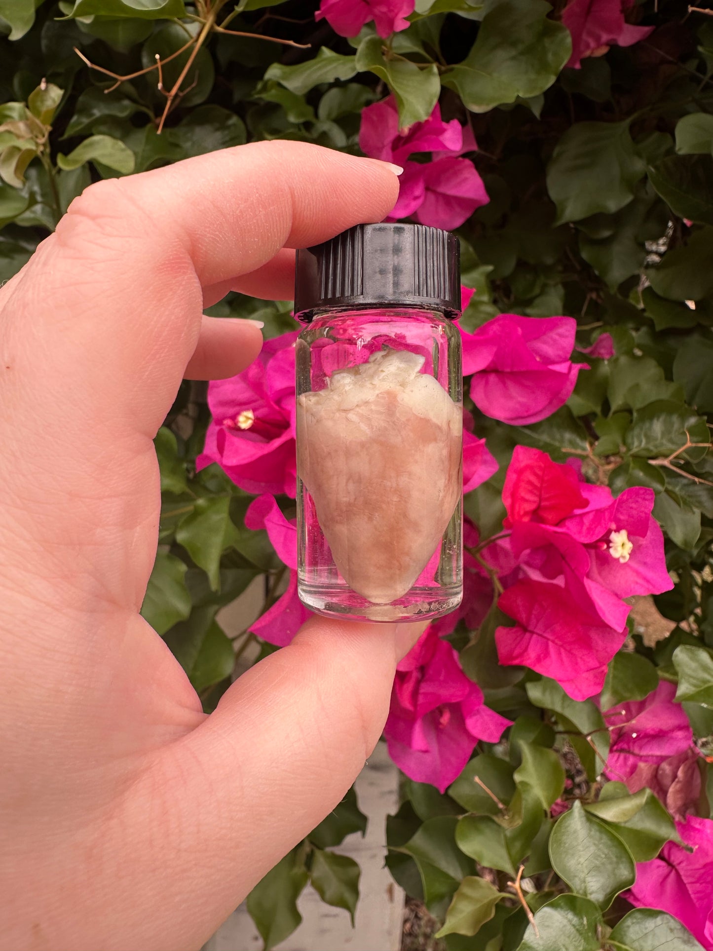 Hearts - Wet Specimens