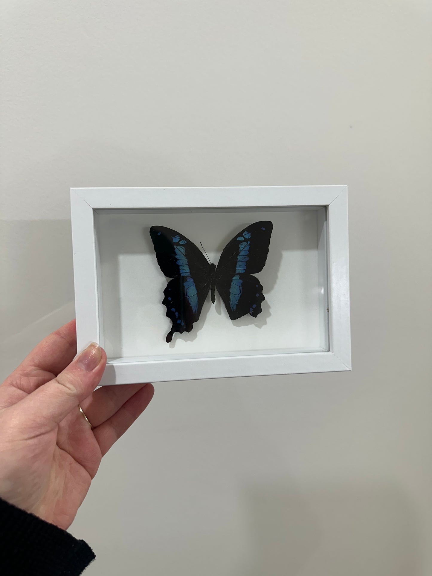 Banded Blue Swallowtail (Papilio Oribazus)