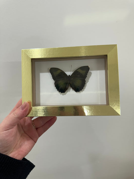 Butterfly in gold frame