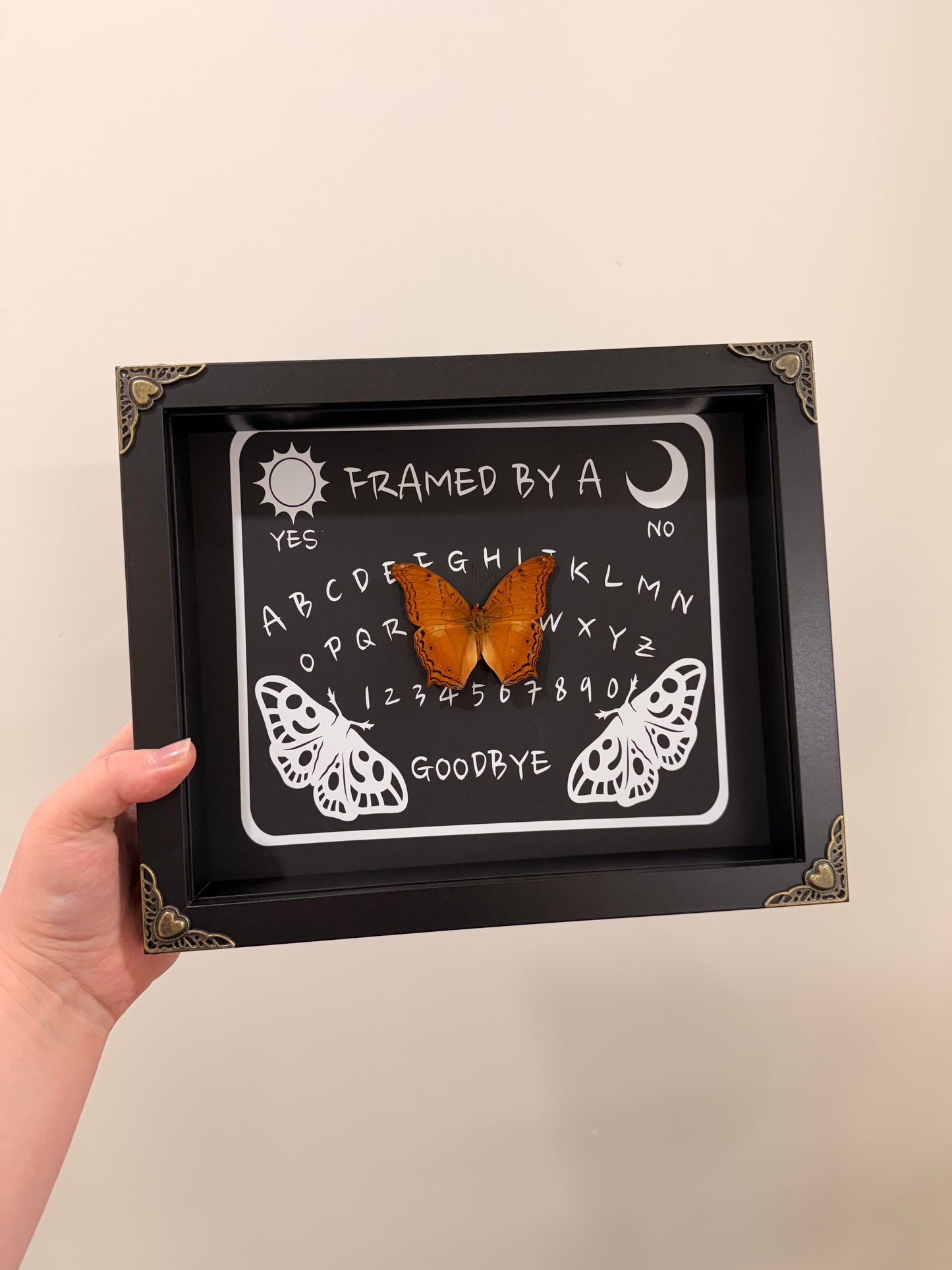 Ouija Board with the Common Cruiser (Vindula Erota)