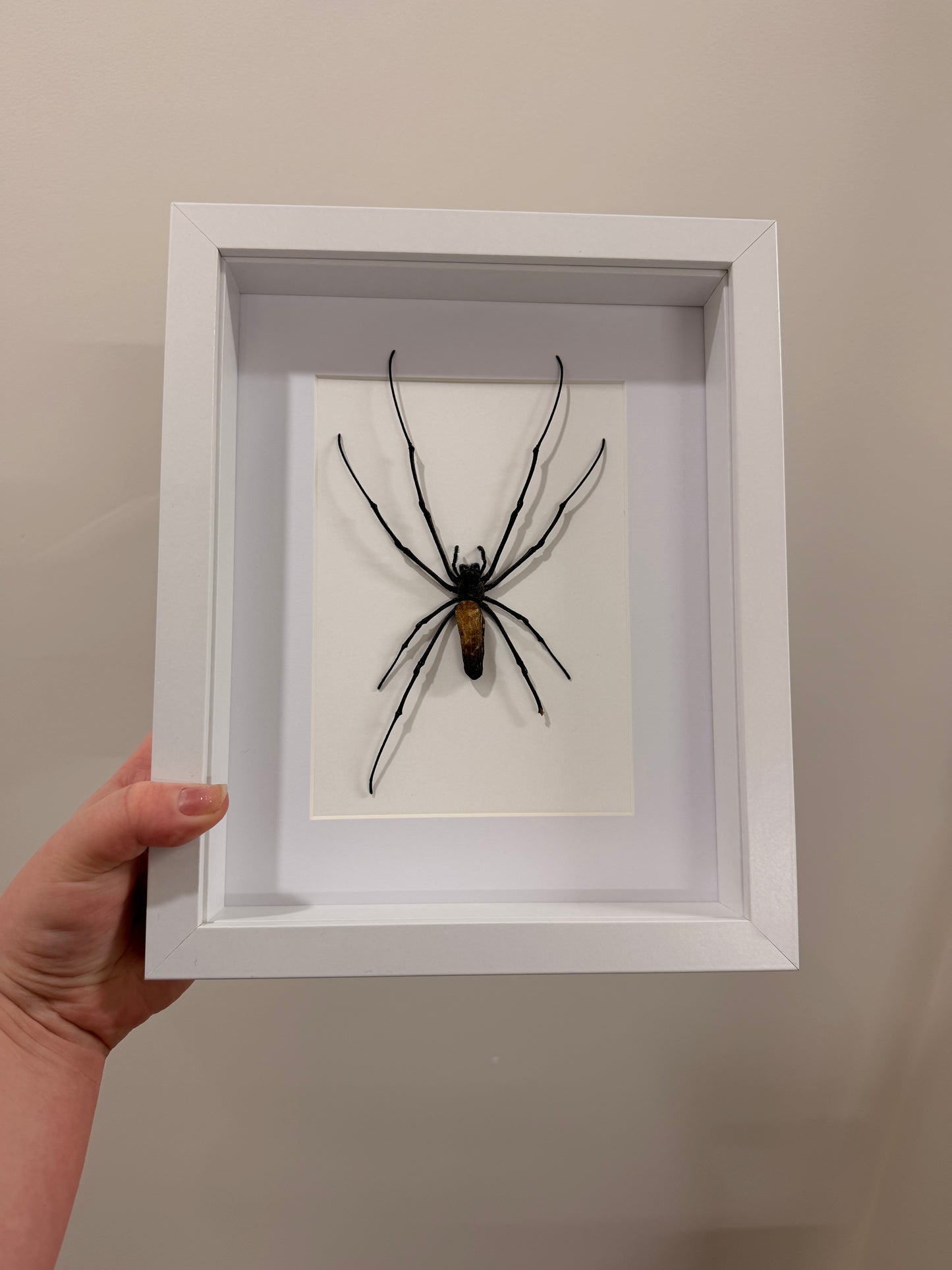 Giant Orb Weaver Spider (Nephila Pilipes - A2)