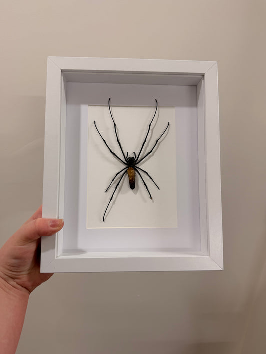 Giant Orb Weaver Spider (Nephila Pilipes - A2)
