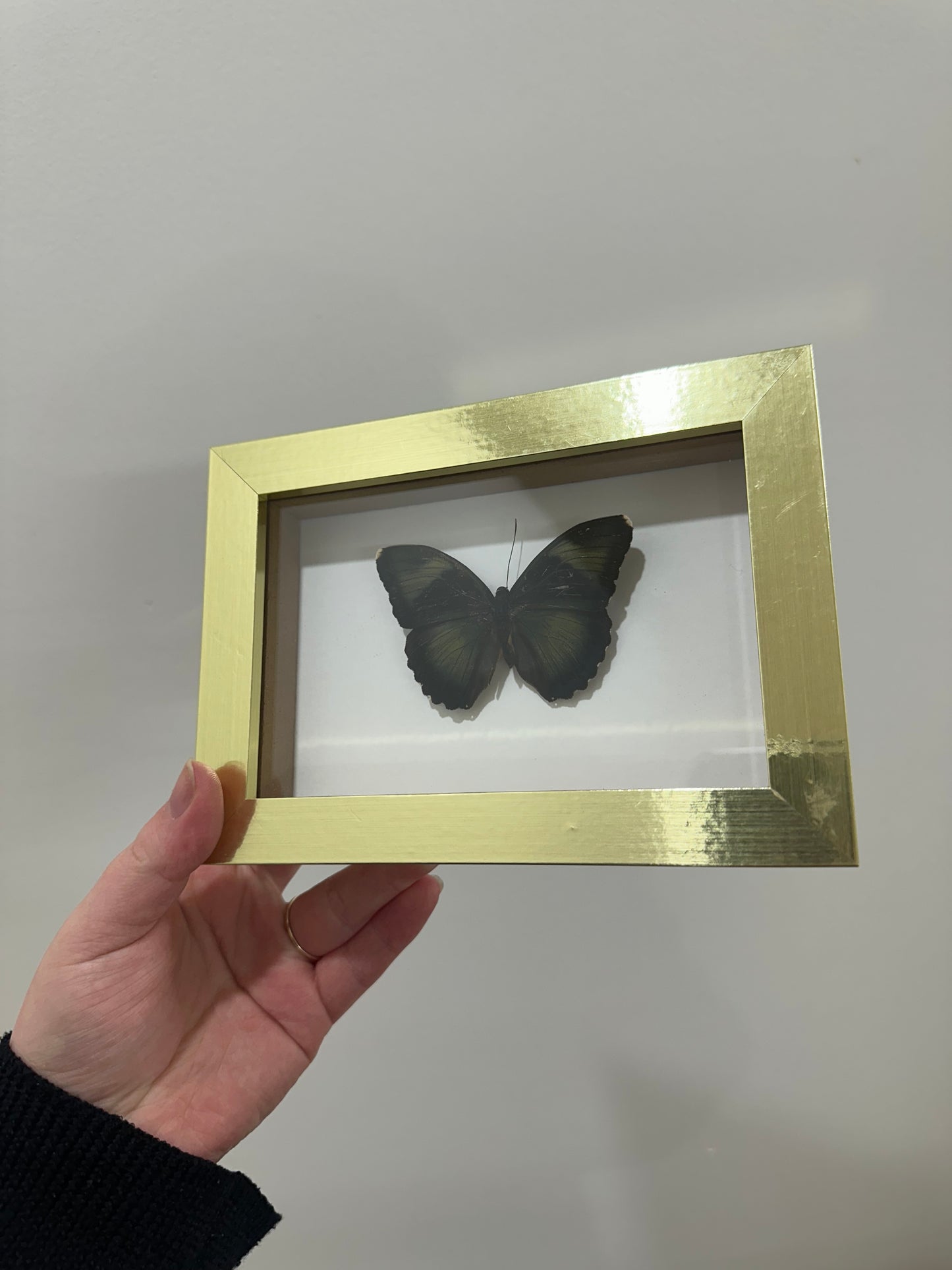 Butterfly in gold frame