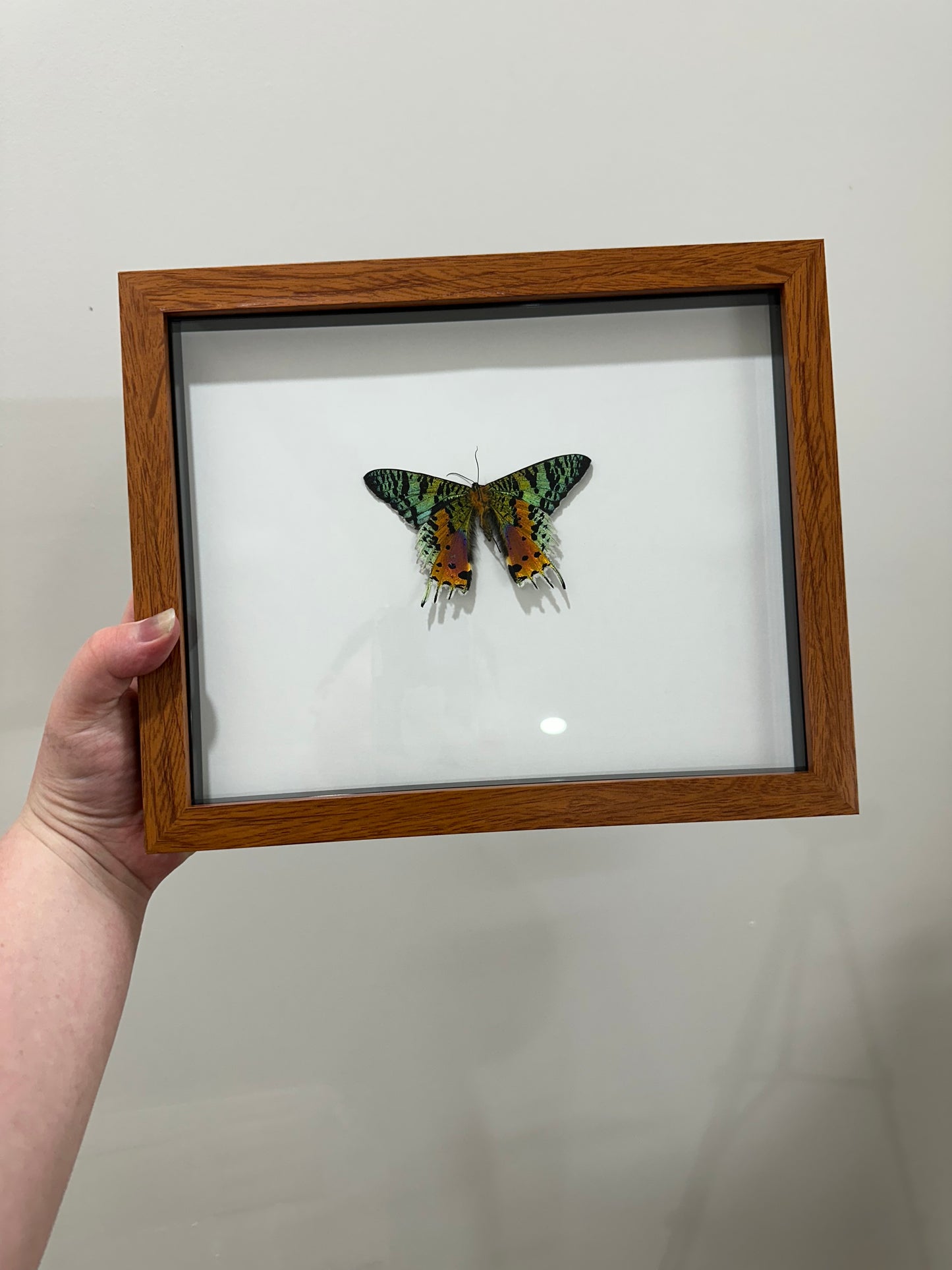 Framed Peacock Moth