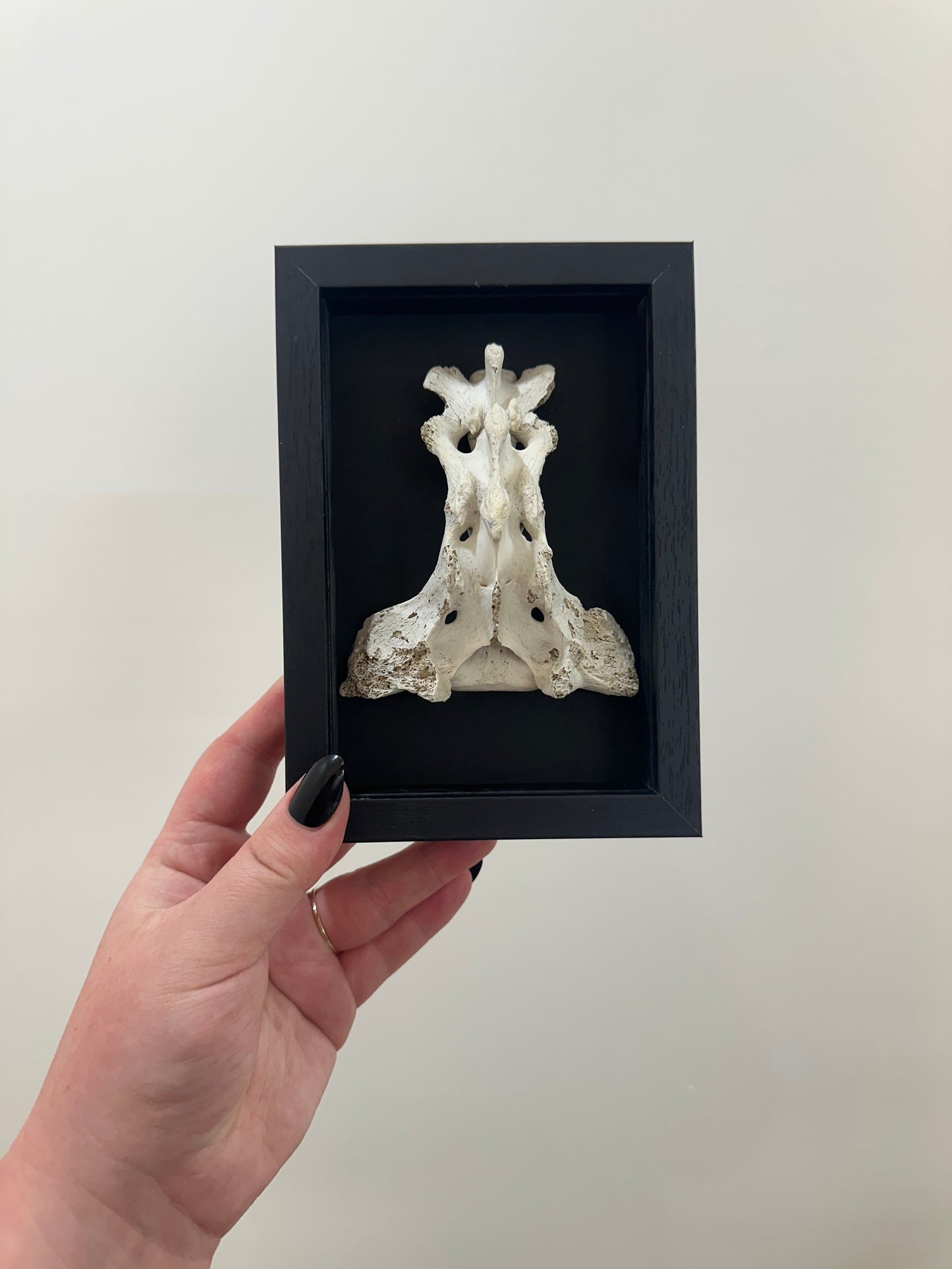 Spine Bone