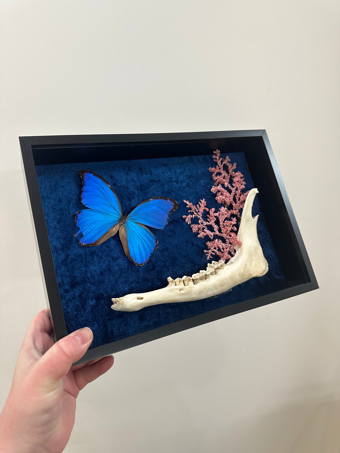 Amazon Blue with XL Doe Jaw