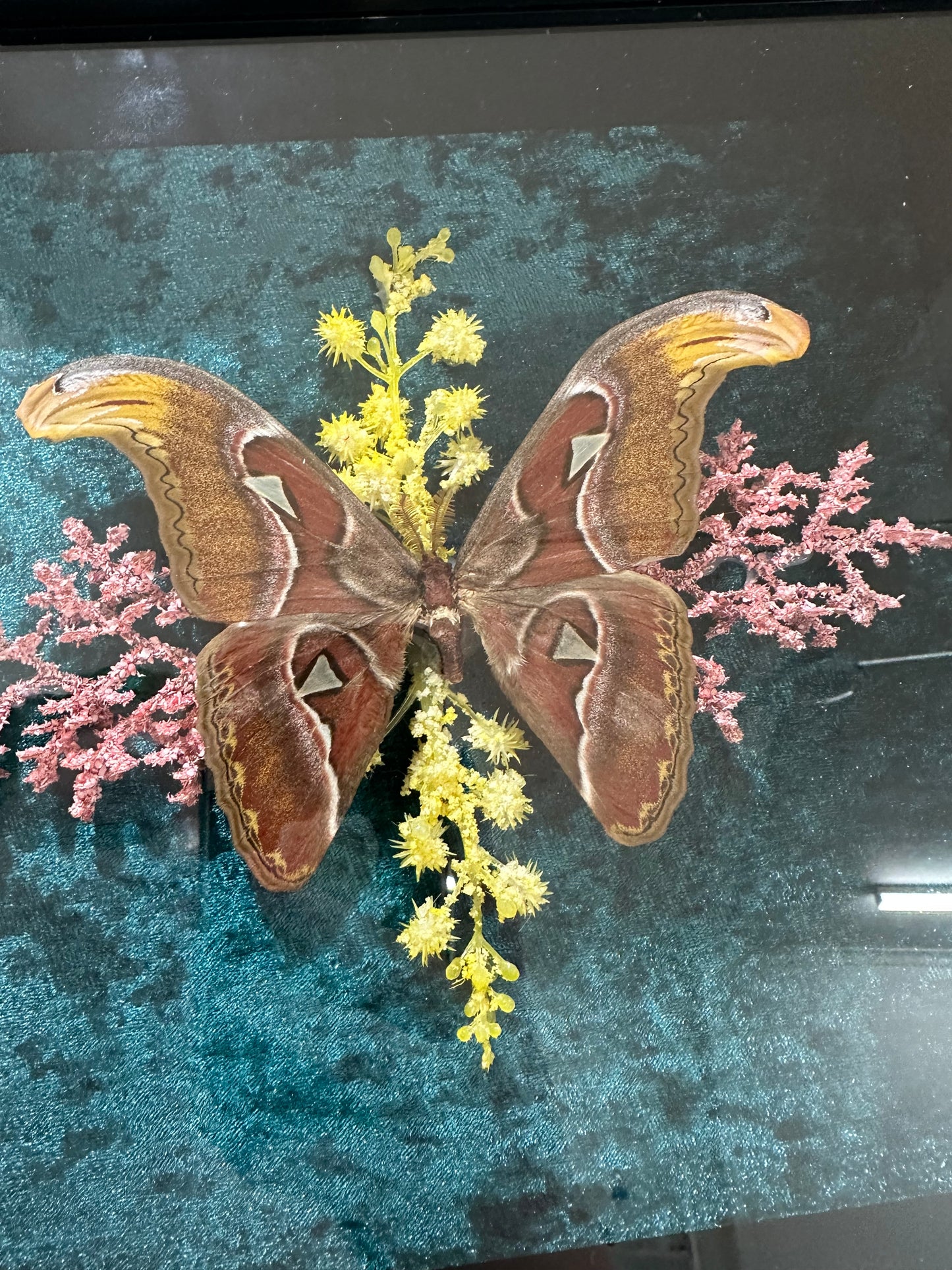 Atlas Moth